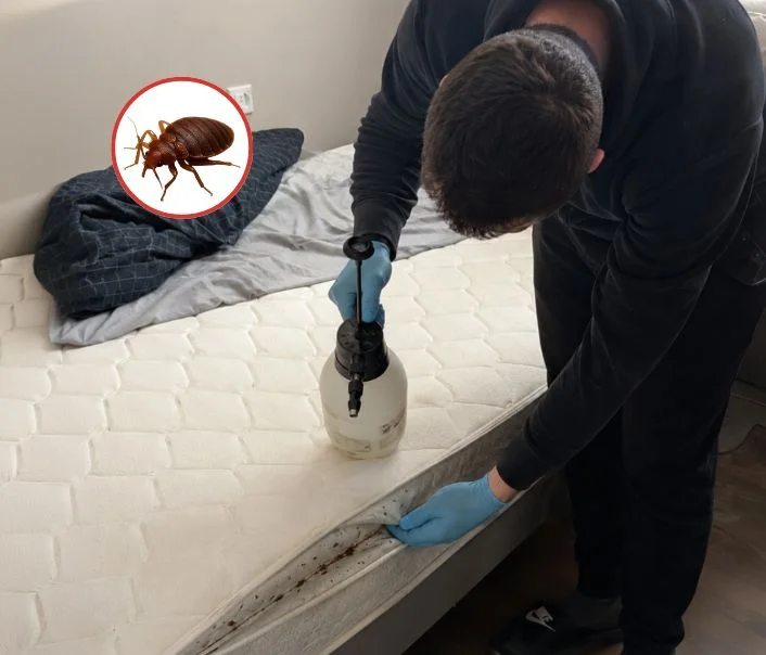 Technicien traitant un matelas contre les punaises de lit à Vigny